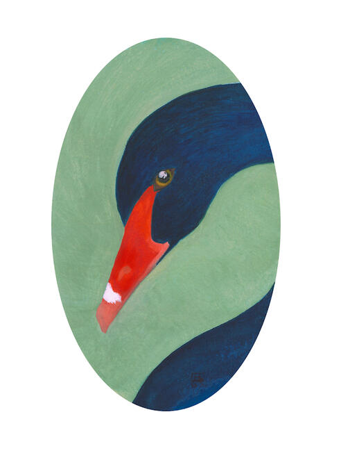 The Black Swan | 8" x 10" | Printed on Moab Bright paper